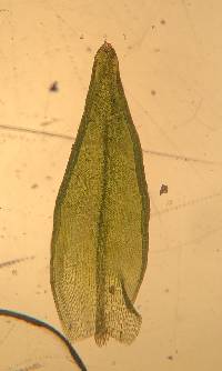 Orthotrichum pusillum image