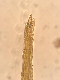 Ditrichum pallidum image