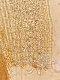 Dicranum viride image