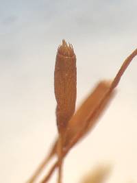 Entodon cladorrhizans image