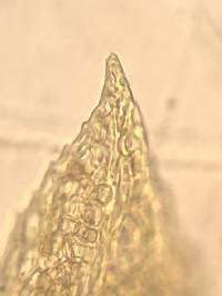 Fissidens bryoides image