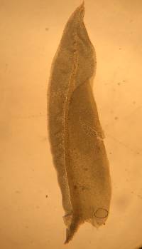 Fissidens dubius image