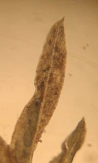 Fissidens bryoides image