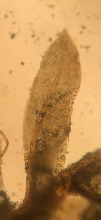 Fissidens bryoides image
