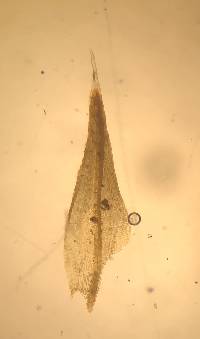 Coscinodon calyptratus image