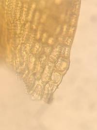 Codriophorus acicularis image