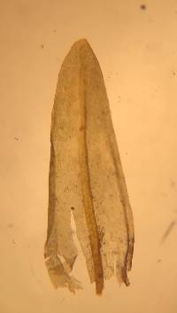 Codriophorus acicularis image