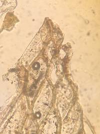 Hookeria acutifolia image
