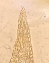 Homomallium adnatum image