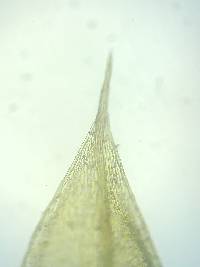 Gemmabryum caespiticium image