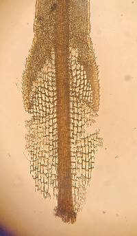 Syrrhopodon texanus image