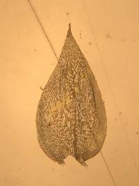 Rhynchostegium serrulatum image