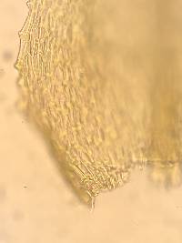 Koponeniella graminicolor image