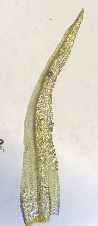 Ulota crispa image