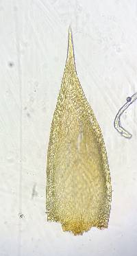 Platygyrium repens image