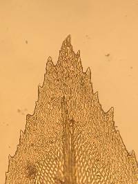 Thamnobryum subserratum image