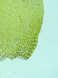 Entodon cladorrhizans image