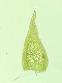 Pseudoamblystegium subtile image