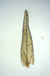 Orthotrichum pusillum image