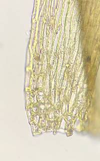 Taxiphyllum taxirameum image
