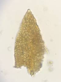 Pelekium pygmaeum image