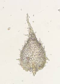 Myurella sibirica image