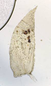 Longiella distichacea image