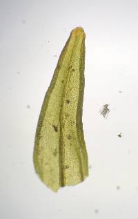 Nyholmiella obtusifolia image