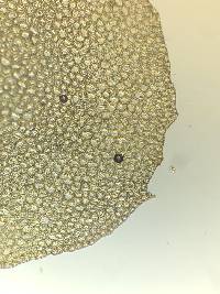 Plagiochila porelloides image