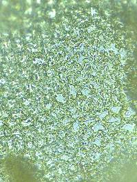 Frullania inflata image