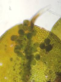 Syntrichia papillosa image