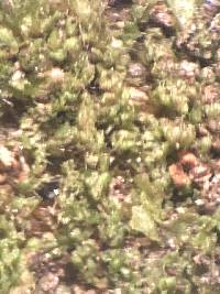 Nowellia curvifolia image