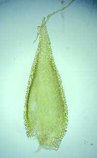 Pylaisiadelpha tenuirostris image