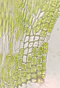 Entodon cladorrhizans image