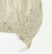 Brachythecium falcatum image