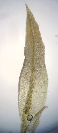 Barbula unguiculata image