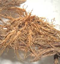 Sphagnum torreyanum image