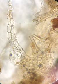 Lophocolea heterophylla image