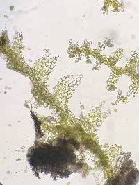Fuscocephaloziopsis catenulata image