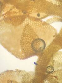 Frullania inflata image