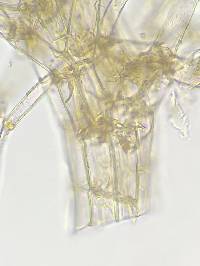 Trichocolea tomentella image