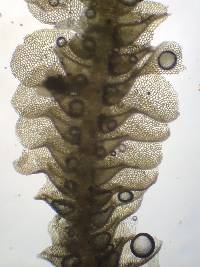 Acrolejeunea heterophylla image