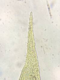 Pylaisia polyantha image