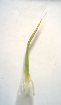 Polytrichastrum ohioense image