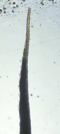 Polytrichastrum ohioense image