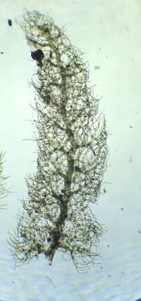 Trichocolea tomentella image