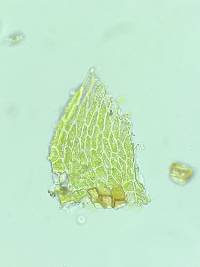 Pseudohygrohypnum fertile image