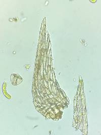 Pseudohygrohypnum fertile image