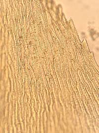 Oxyrrhynchium hians image