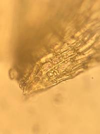 Oxyrrhynchium hians image